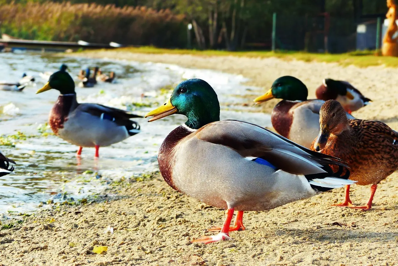 Kriger Krydsord løsning