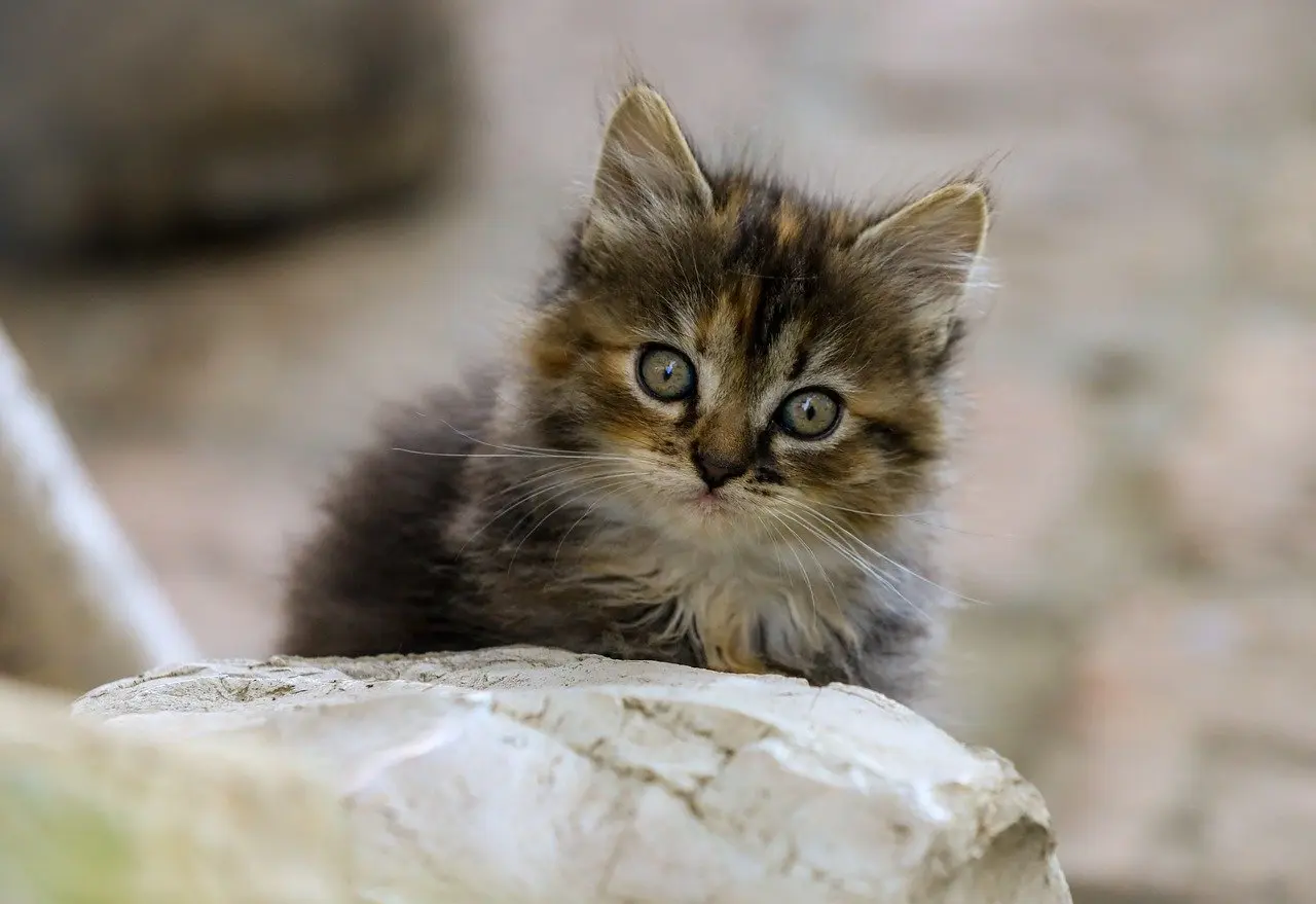 Medvirkende i Bonusfamilien